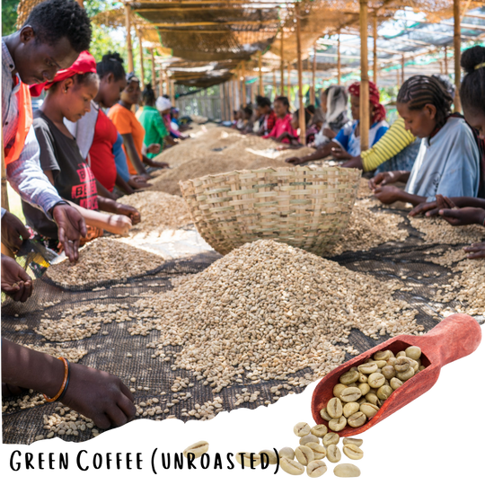 Ethiopian Guji Hambela - Natural Ethiopian Specialty Coffee (Unroasted)