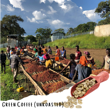 Ethiopian Guji Adola - Natural G1 Ethiopian Specialty Coffee (Unroasted)