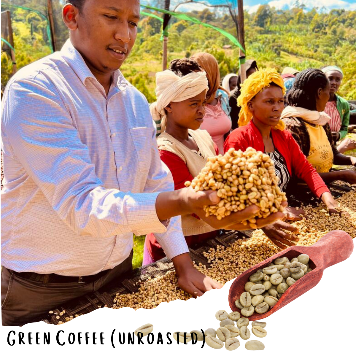 Tsegab Ayele Tulu - Farmer Direct Lot - Sidama Bona Zuria - Red Honey G1 Ethiopian Specialty Coffee (Unroasted)