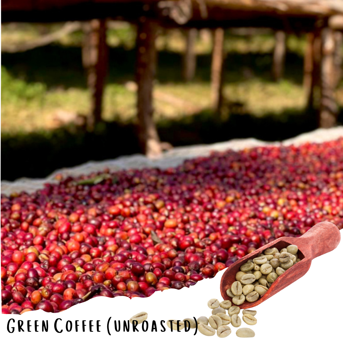 Ethiopian Guji Uraga G1- Natural Specialty Coffee - 20lbs (Unroasted)