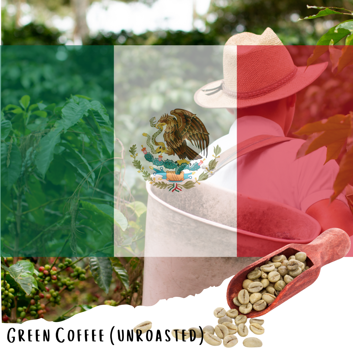 Mexico Santa Cruz Ozolotepec - Washed Mexican Specialty Coffee - (Unroasted)