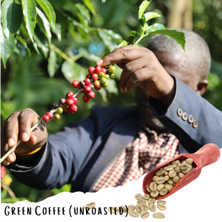 Sidama Bensa - Washed Ethiopian Specialty Coffee (Unroasted)