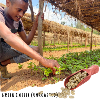 Lot Haile Tadesse - Farmer Direct Lot - Sidama Nansebo - Natural G1 Ethiopian Specialty Coffee (Unroasted)