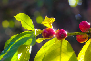 Ethiopian West Arsi - Washed Specialty Coffee - (Unroasted 5lbs, 10lbs & 20lbs)