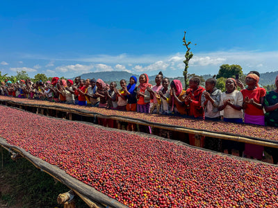 Ethiopian Sidama Bensa Shanta Golba - Natural Specialty Coffee - (Unroasted 5lbs)