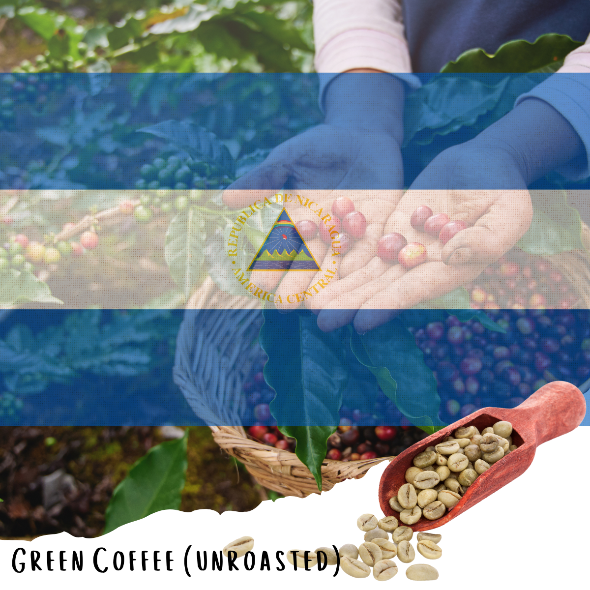 Nicaragua Los Placeres farm - Cold Anaerobic Natural Ethiosar Specialty Coffee - (Unroasted)